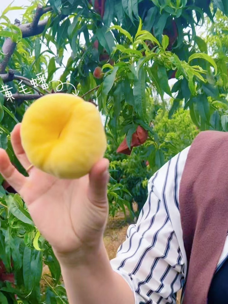 正宗蒙阴蜜桃