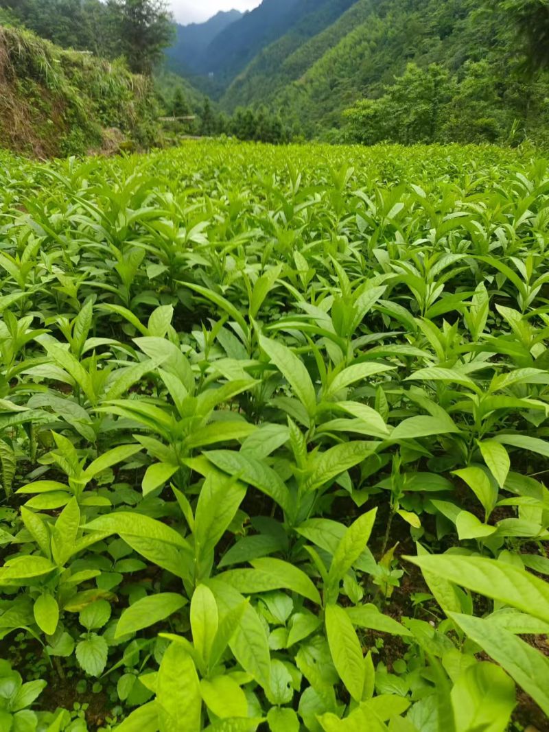 黄花倒水莲地苗出售