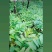 黄花倒水莲地苗出售