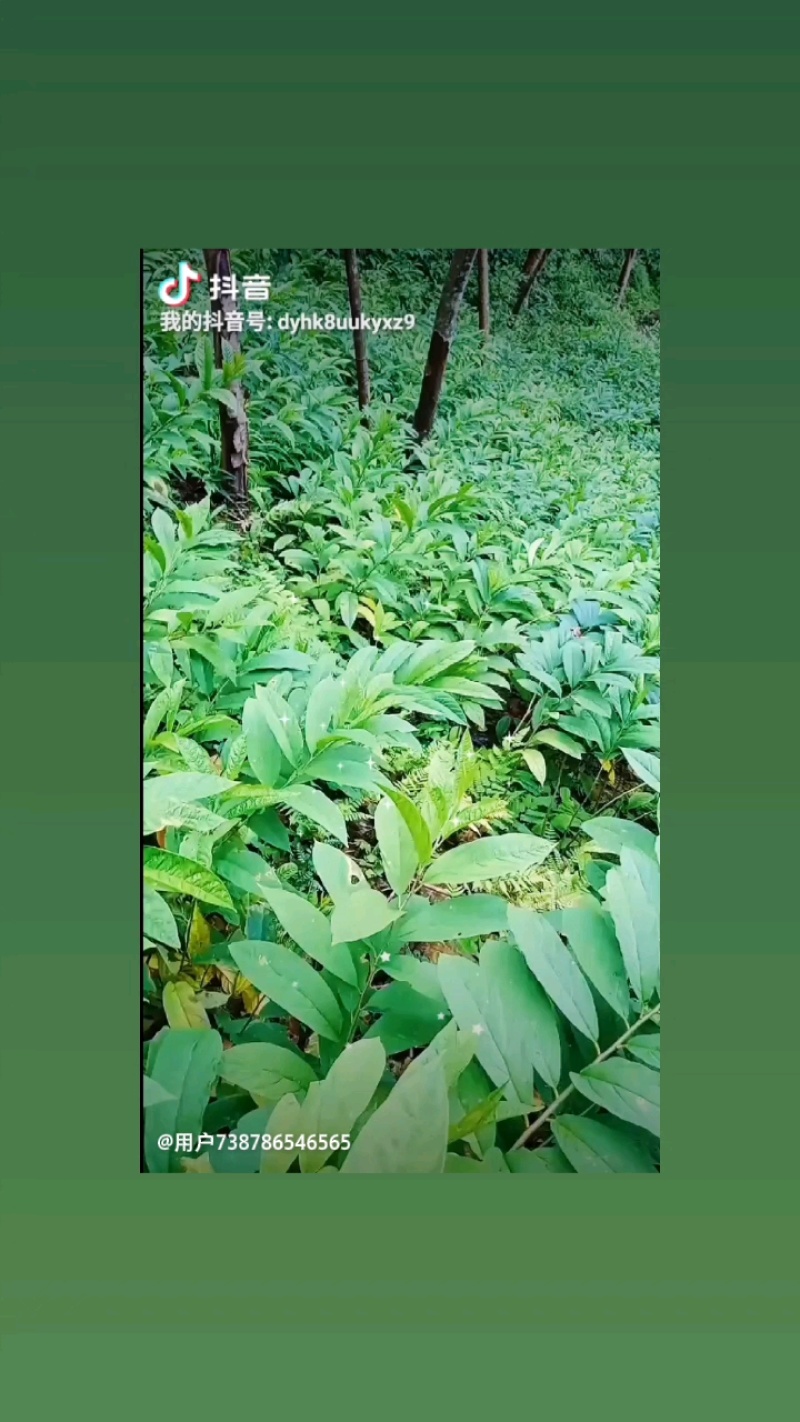 黄花倒水莲地苗出售