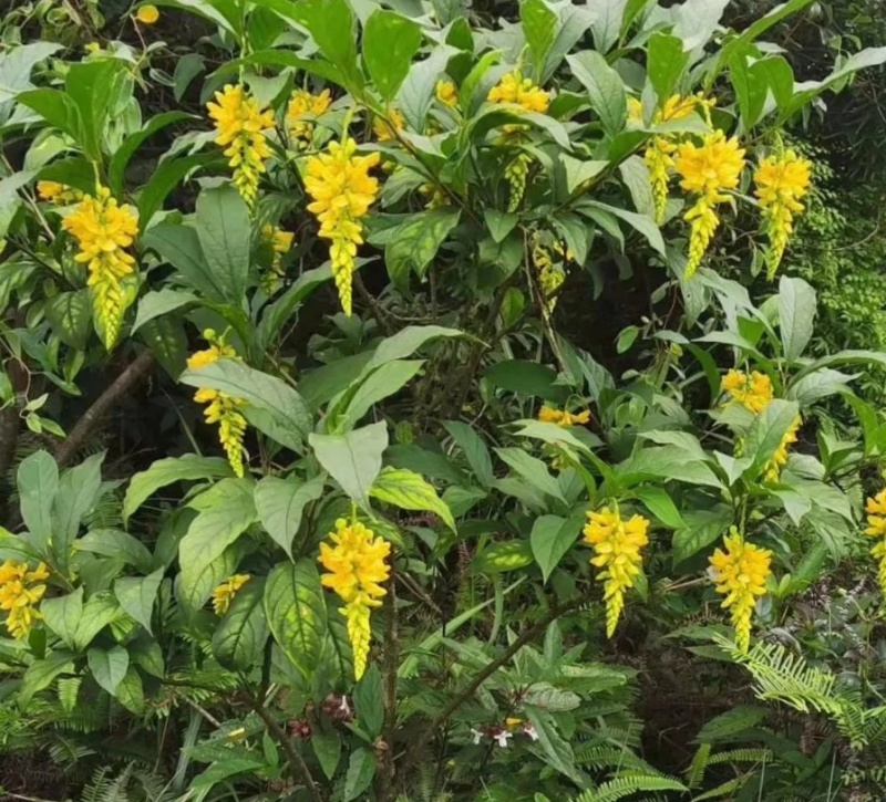 黄花倒水莲地苗出售