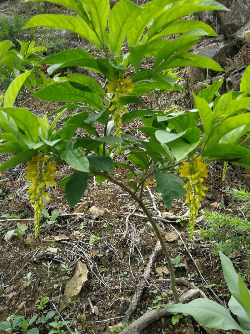 黄花倒水莲地苗出售