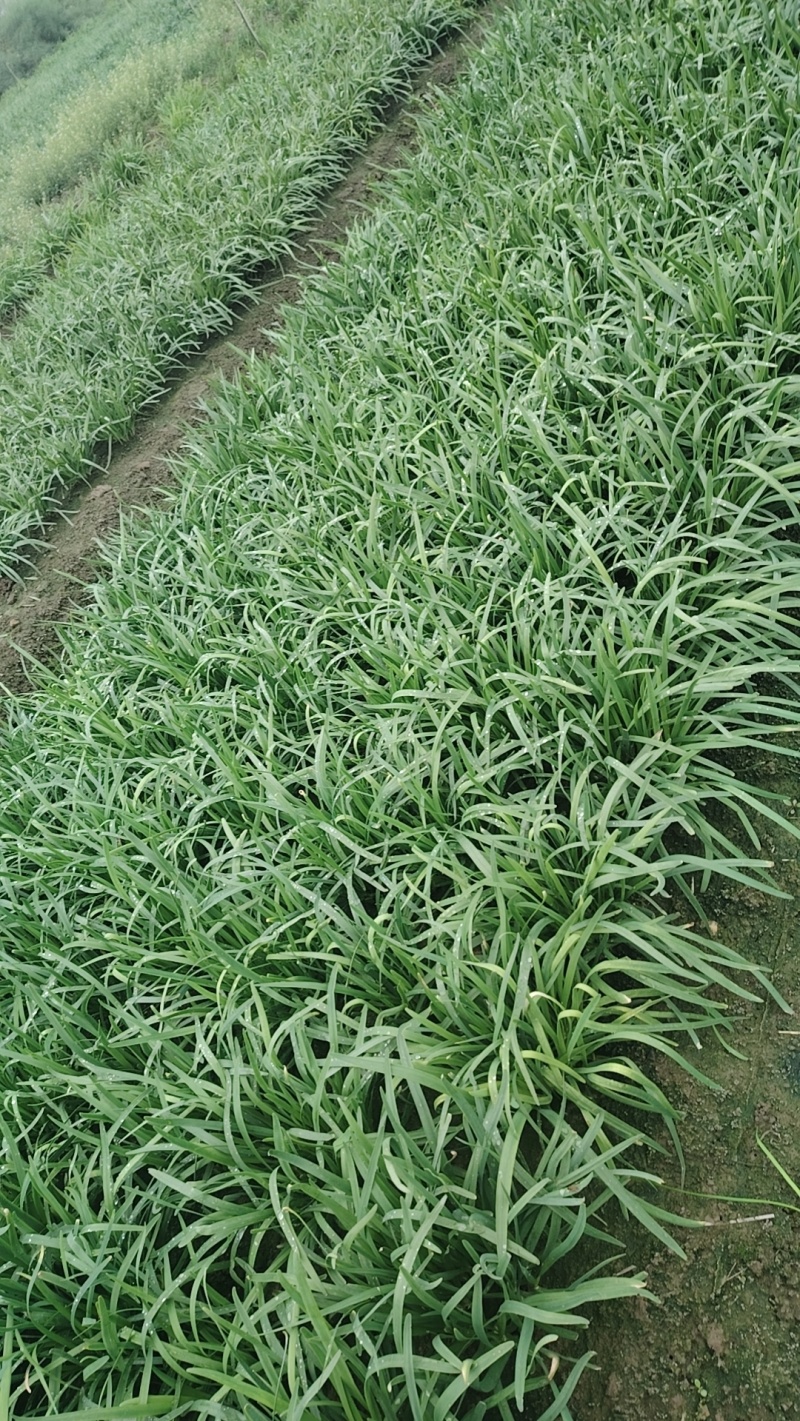 精品大叶韭菜/品质保证/基地直发