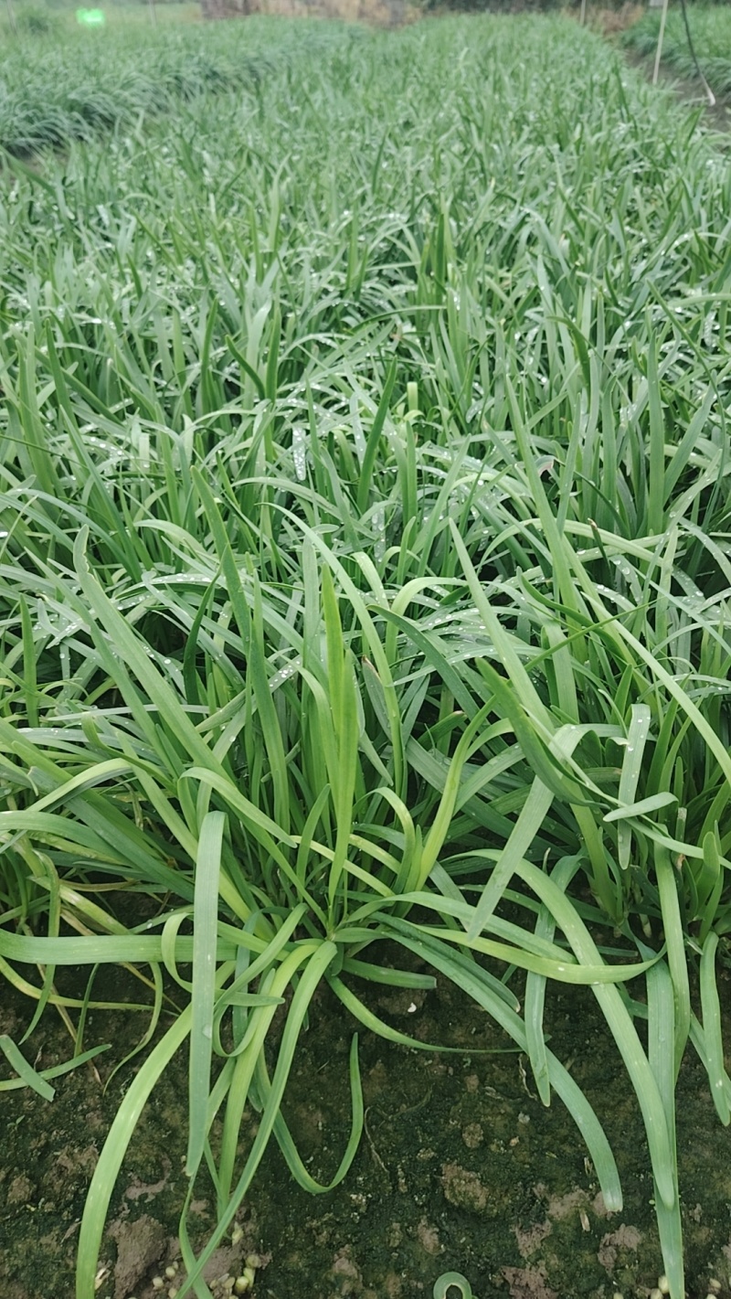 精品大叶韭菜/品质保证/基地直发