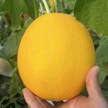 久红