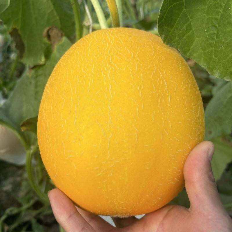 久红