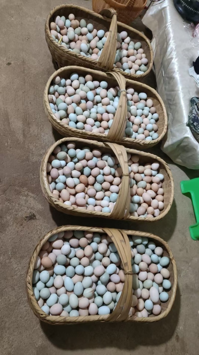 大量鸡蛋，批发更便宜