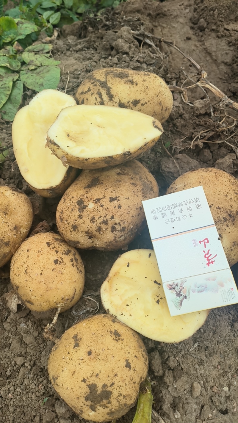 吉林土豆/尤金885土豆/产地直发/吉林土豆/品质保证/