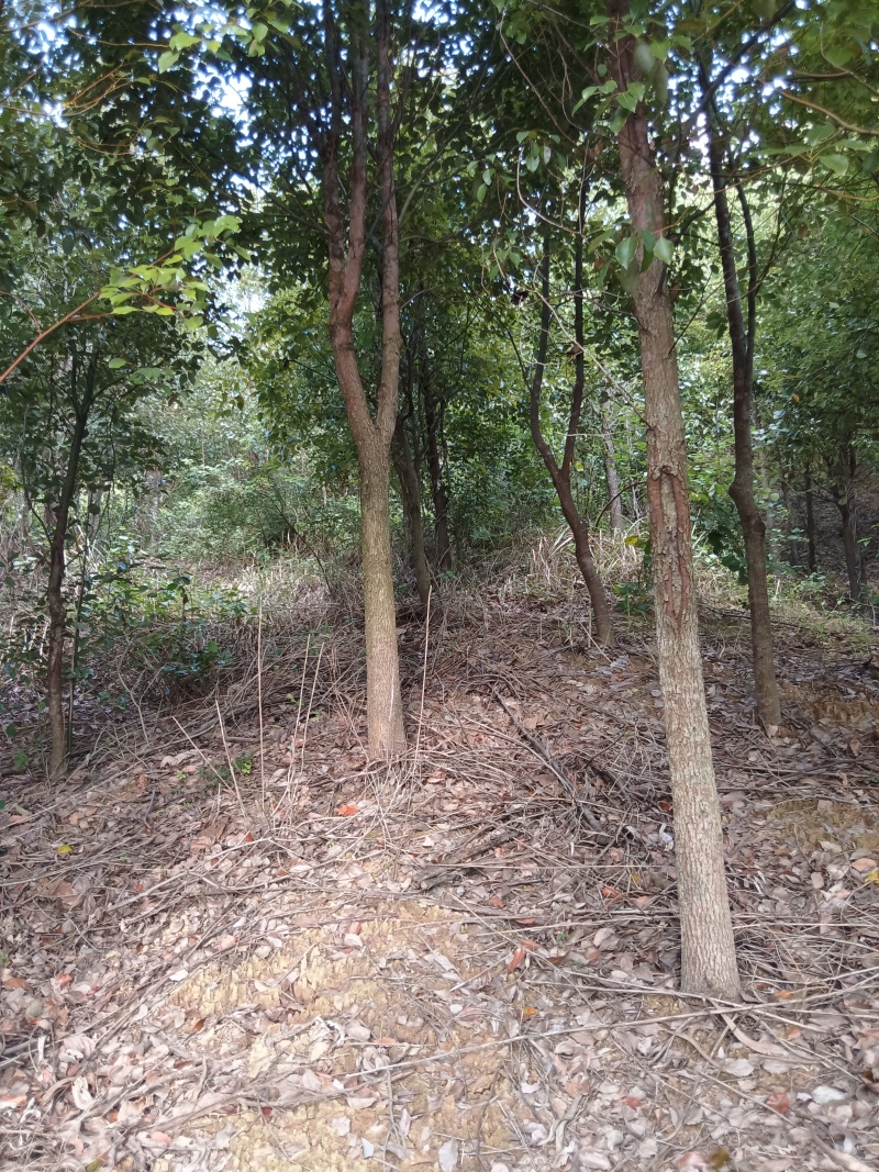 香章树，樱花树，5一15分大