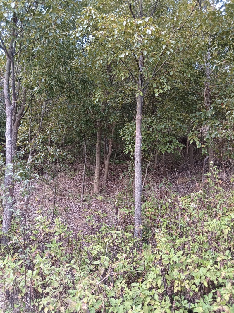 香章树，樱花树，5一15分大