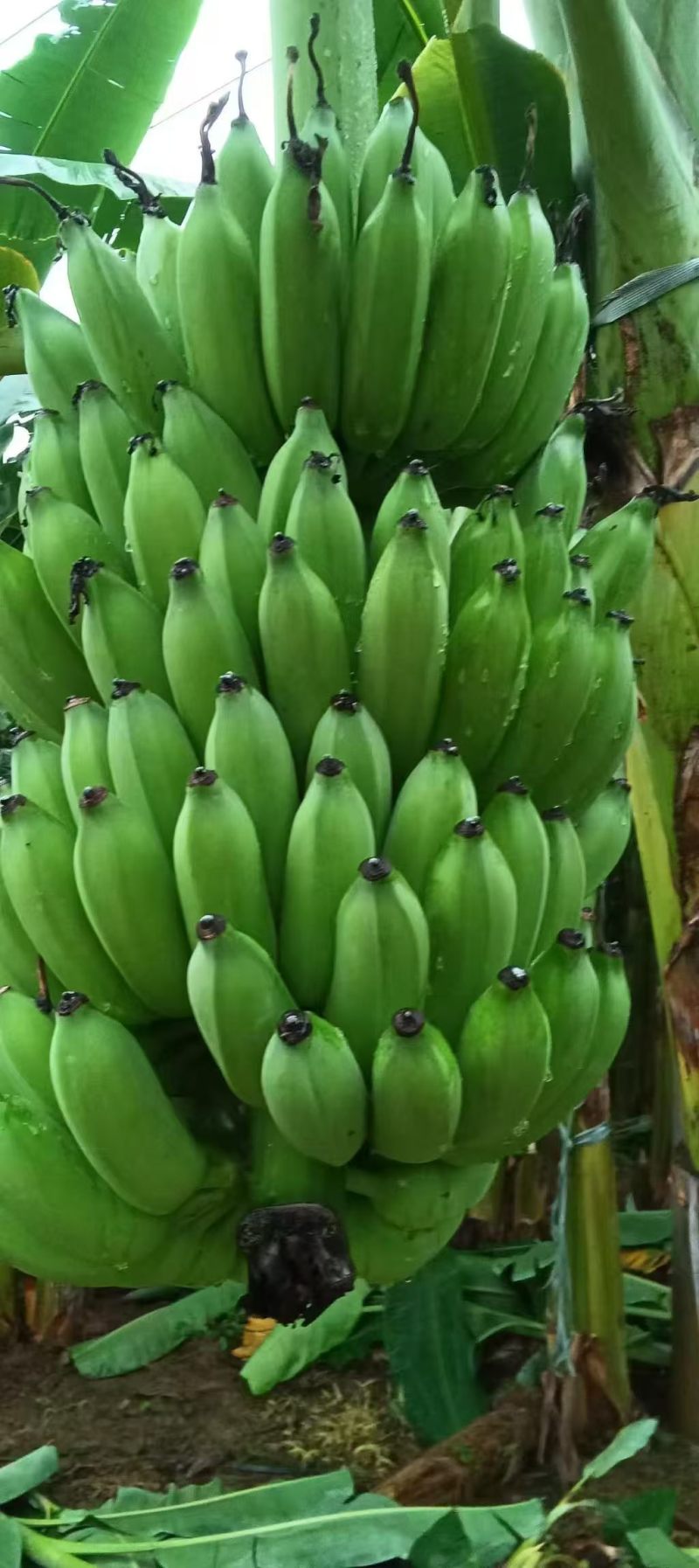 广西西贡蕉粉蕉供应市场商超