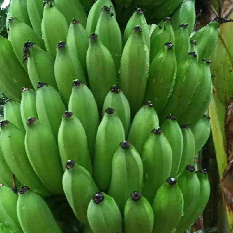 广西西贡蕉粉蕉供应市场商超