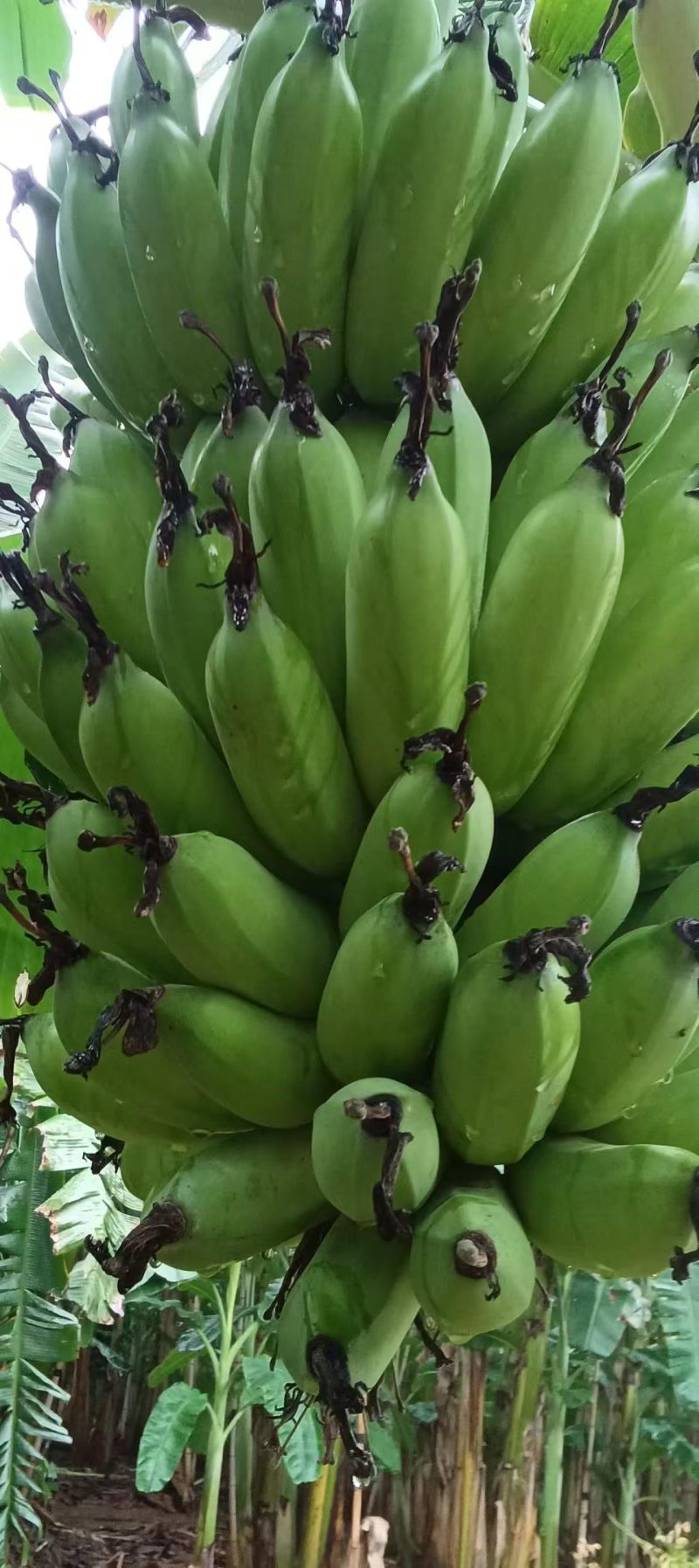 广西西贡蕉粉蕉供应市场商超