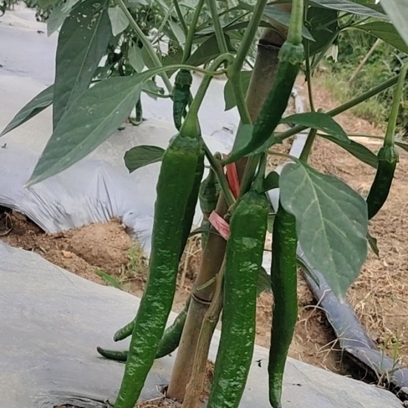 湘研95号辣椒