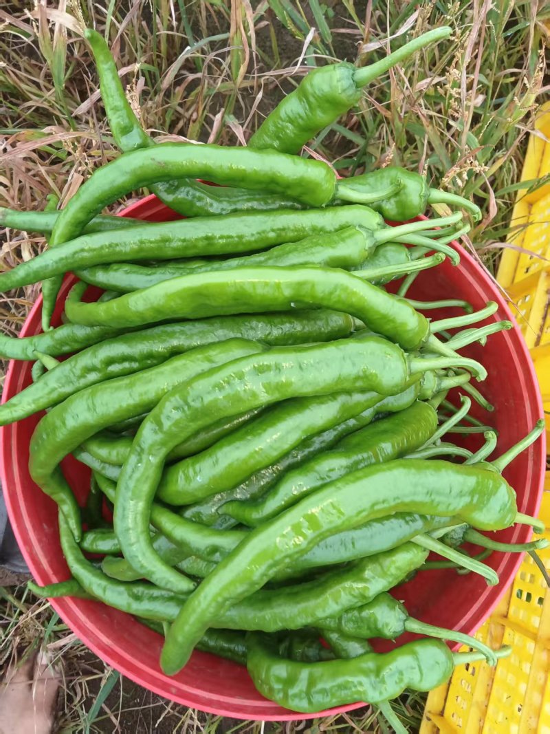 湘研95号辣椒