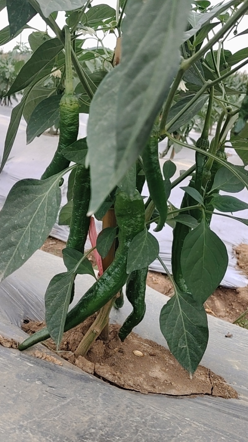 湘研95号辣椒
