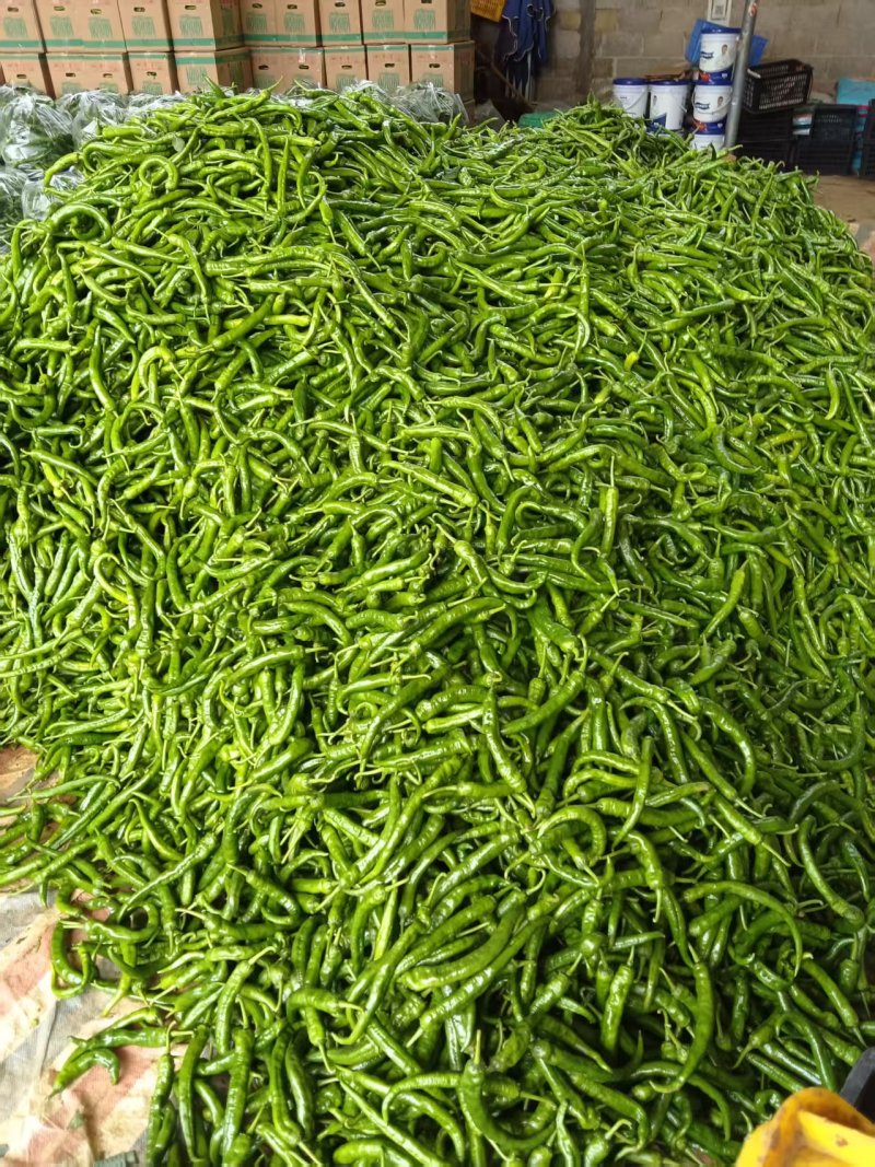 湘研95号辣椒