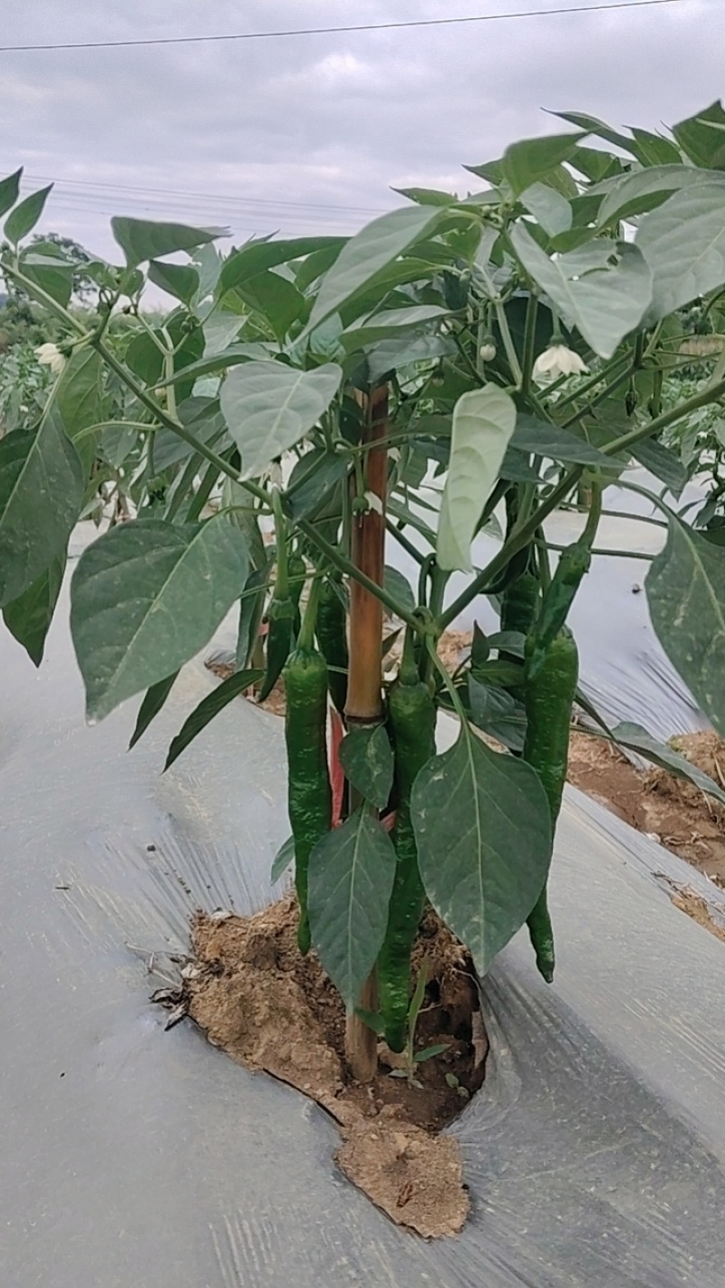 湘研95号辣椒