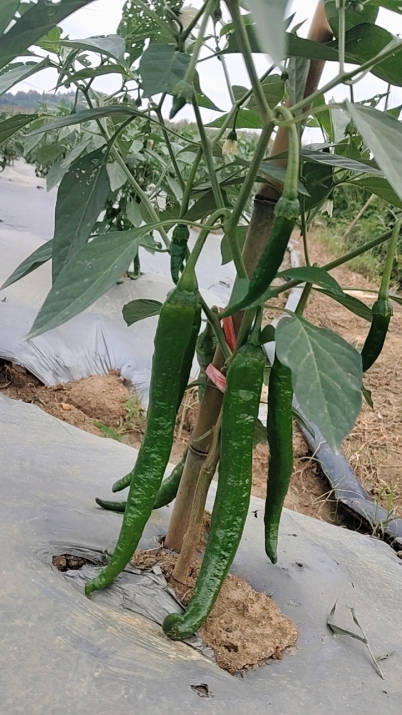 湘研95号辣椒