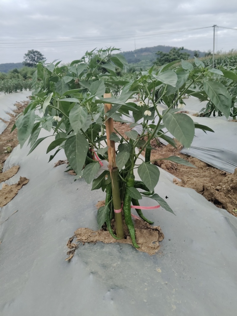 湘研95号辣椒