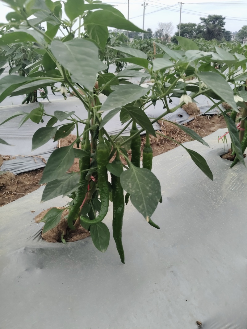 湘研95号辣椒