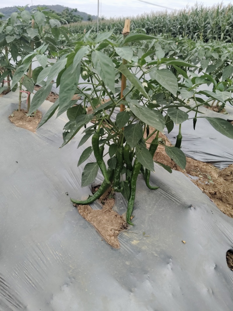 湘研95号辣椒