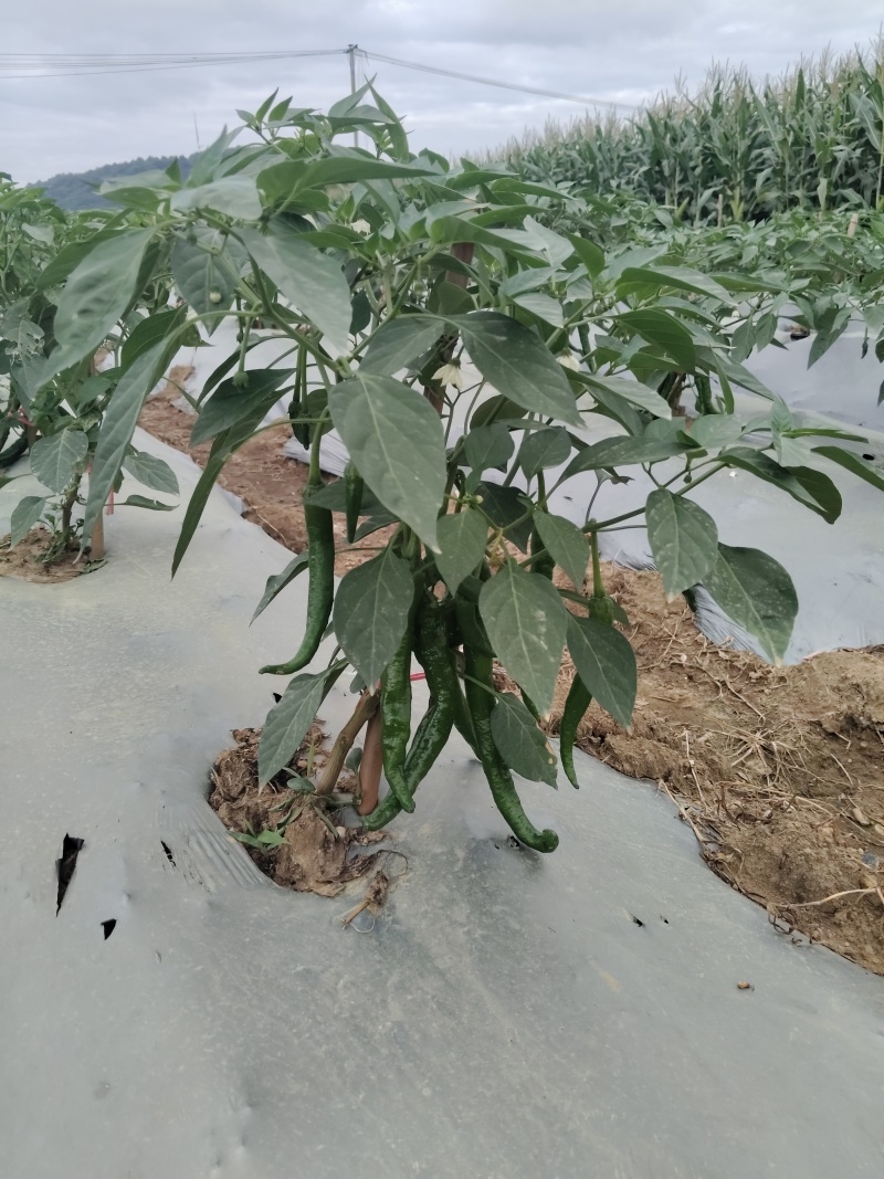 湘研95号辣椒