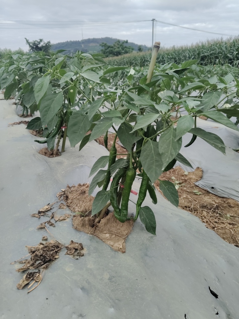 湘研95号辣椒