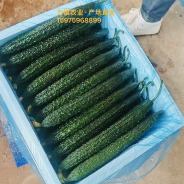 精品黄瓜青瓜密刺黄瓜，产地一手货源，支持货到付款