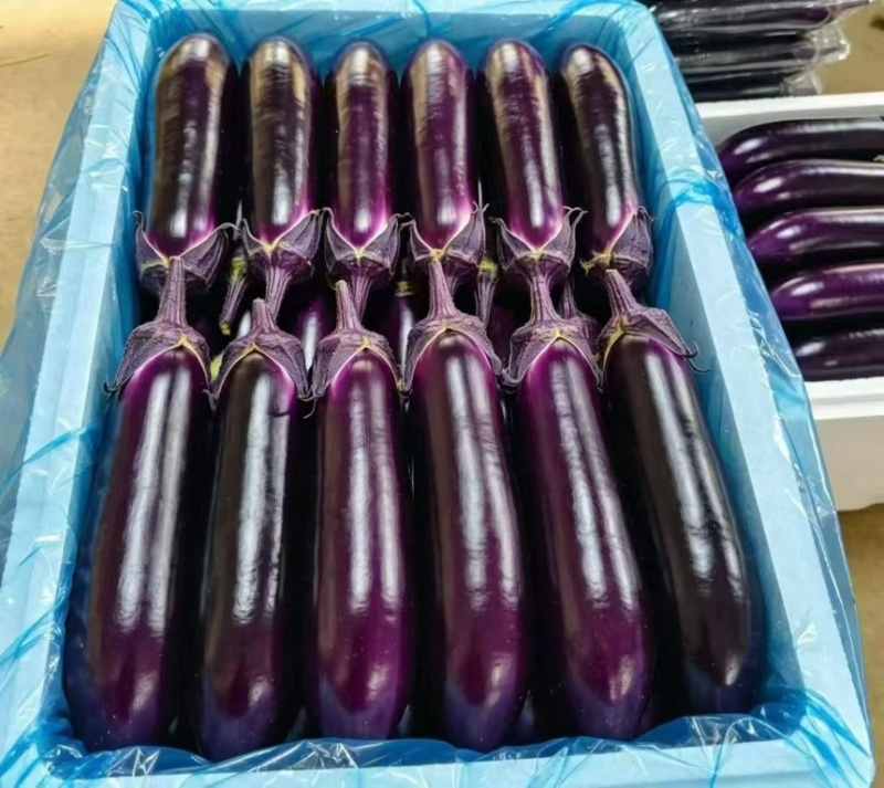 精品烧烤茄中茄子，产地一手货源，大量供应市场、超市、电商