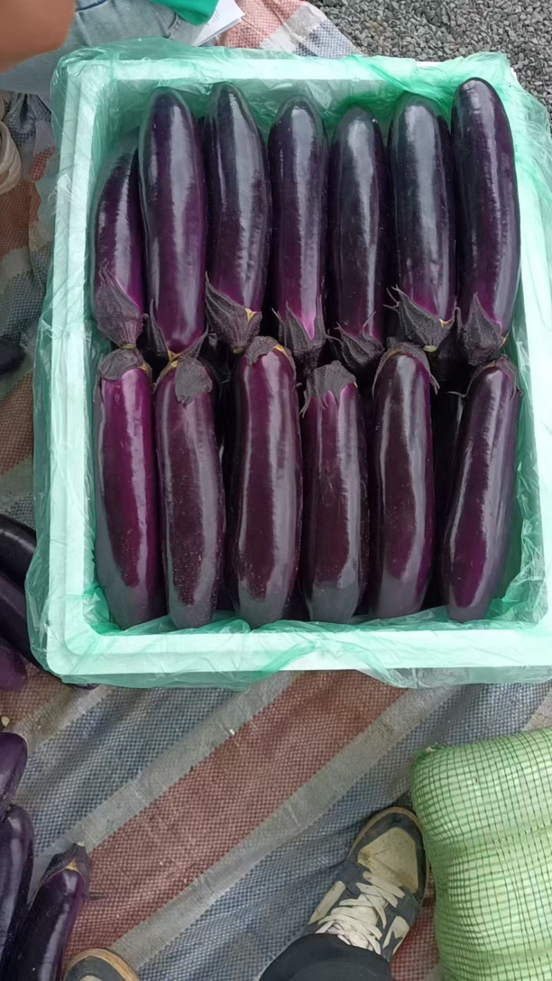 精品烧烤茄中茄子，产地一手货源，大量供应市场、超市、电商