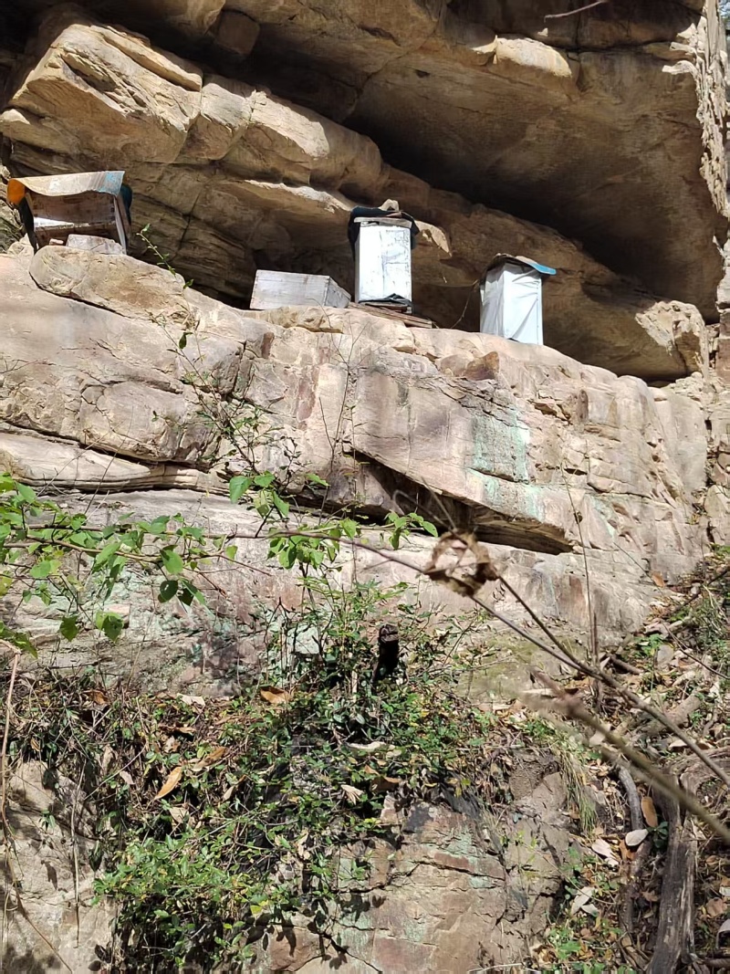中条山正宗深山土蜂蜜纯正天然百花蜜一年取一次可批发零售