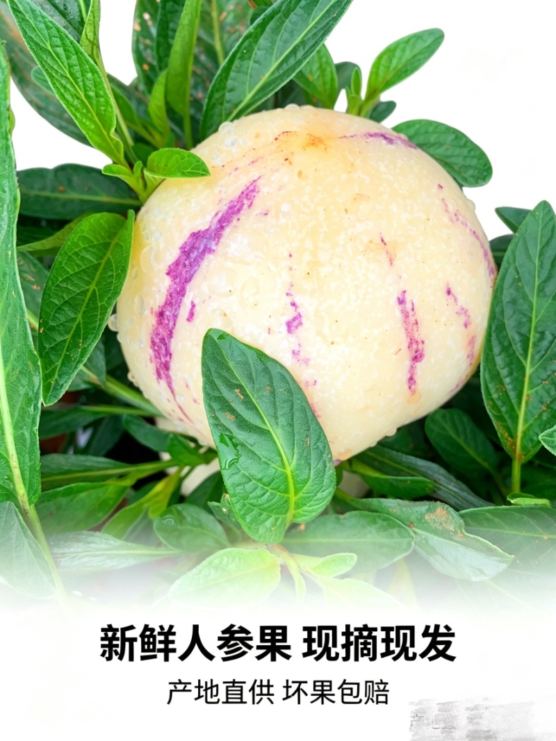 云南高山树熟人参果，支持一件代发