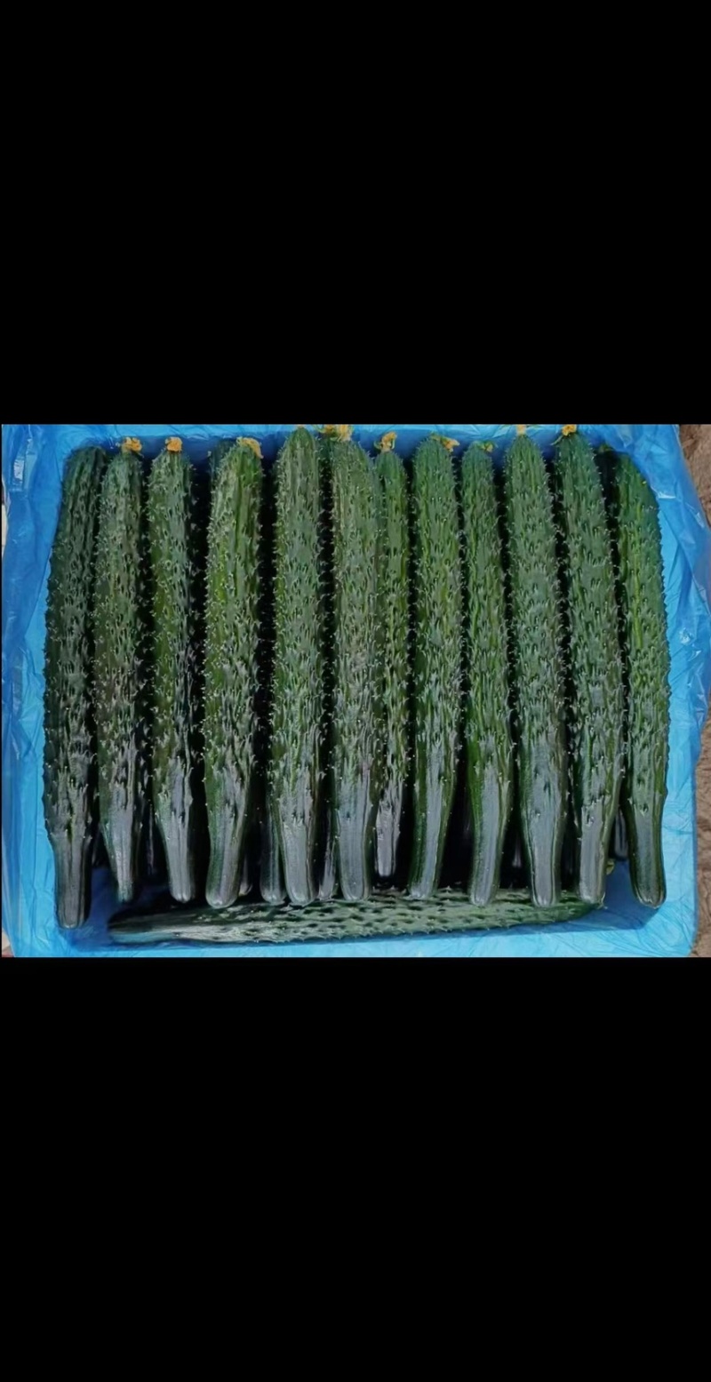 贵州黄瓜蜜刺黄瓜青瓜，按要求采摘，按标准打包对接全国