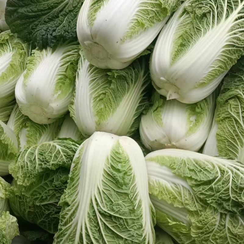 金刚不烂根大白菜种子早熟高产抗病净菜率高耐贮运根不烂白菜