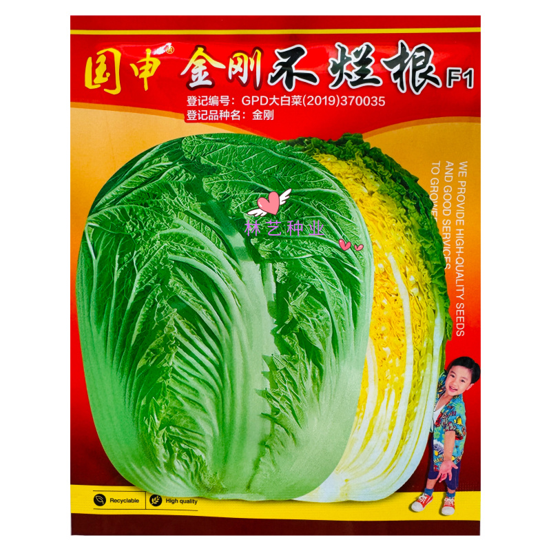 金刚不烂根大白菜种子早熟高产抗病净菜率高耐贮运根不烂白菜