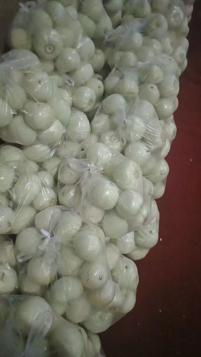 美浓甜瓜大量上市，需要加v土生土长家乡瓜，