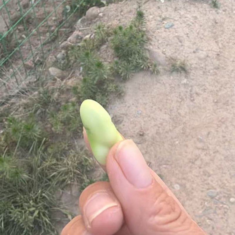 鲜食蚕豆