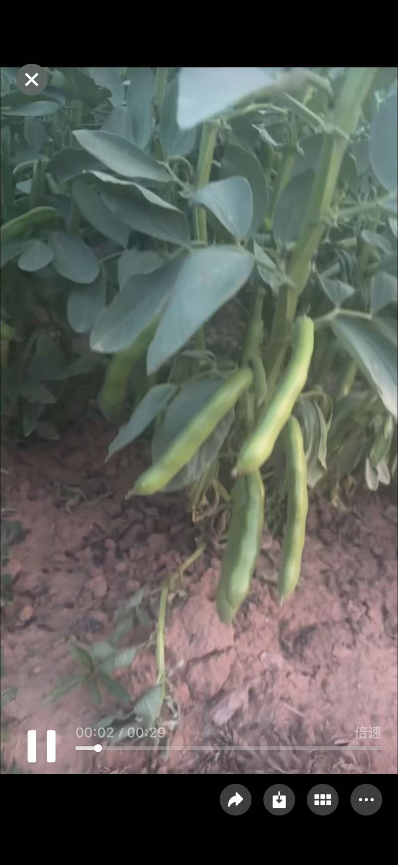 鲜食蚕豆