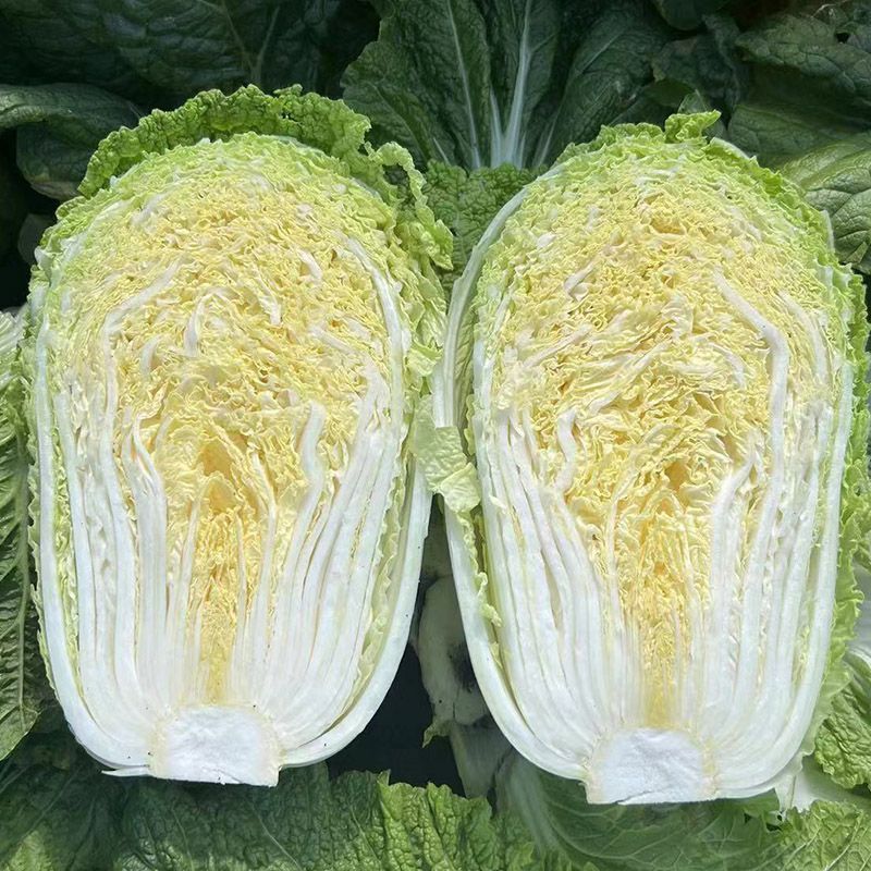 金刚航空99大白菜种子卷心紧绿叶黄心帮薄叶大秋季播