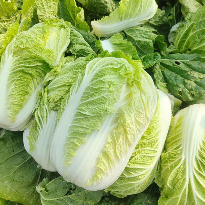 金刚航空99大白菜种子卷心紧绿叶黄心帮薄叶大秋季播