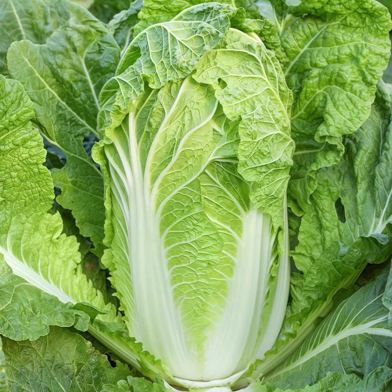 金刚航空99大白菜种子卷心紧绿叶黄心帮薄叶大秋季播