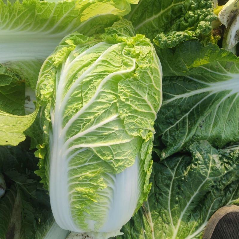金刚航空99大白菜种子卷心紧绿叶黄心帮薄叶大秋季播