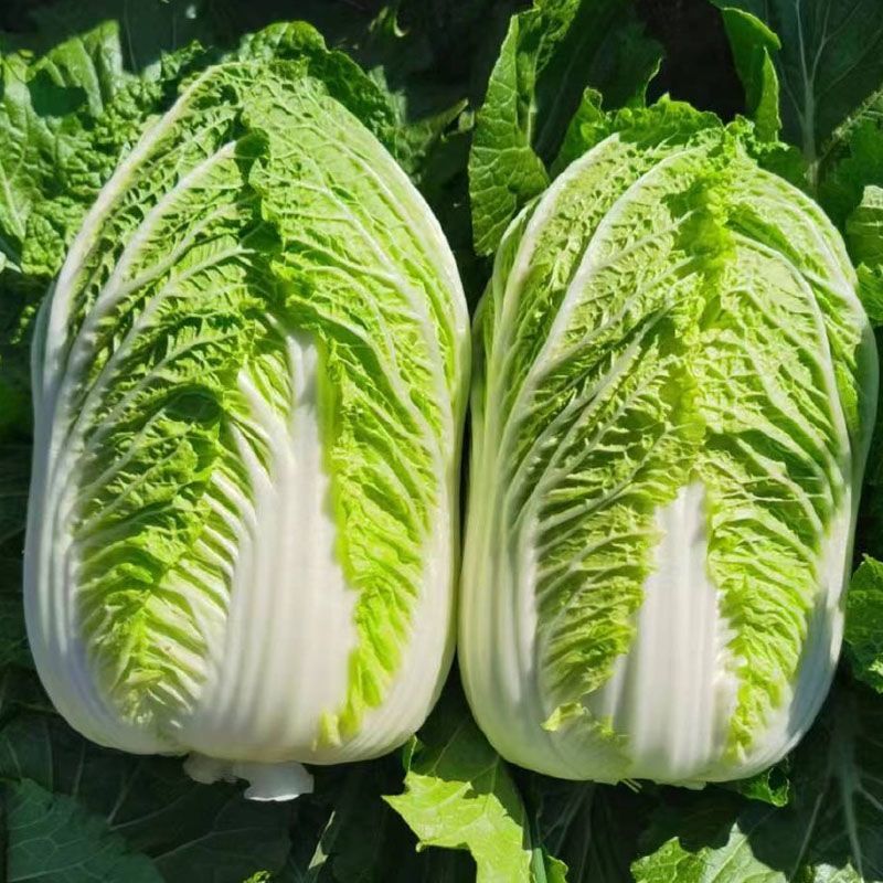 金刚航空99大白菜种子卷心紧绿叶黄心帮薄叶大秋季播