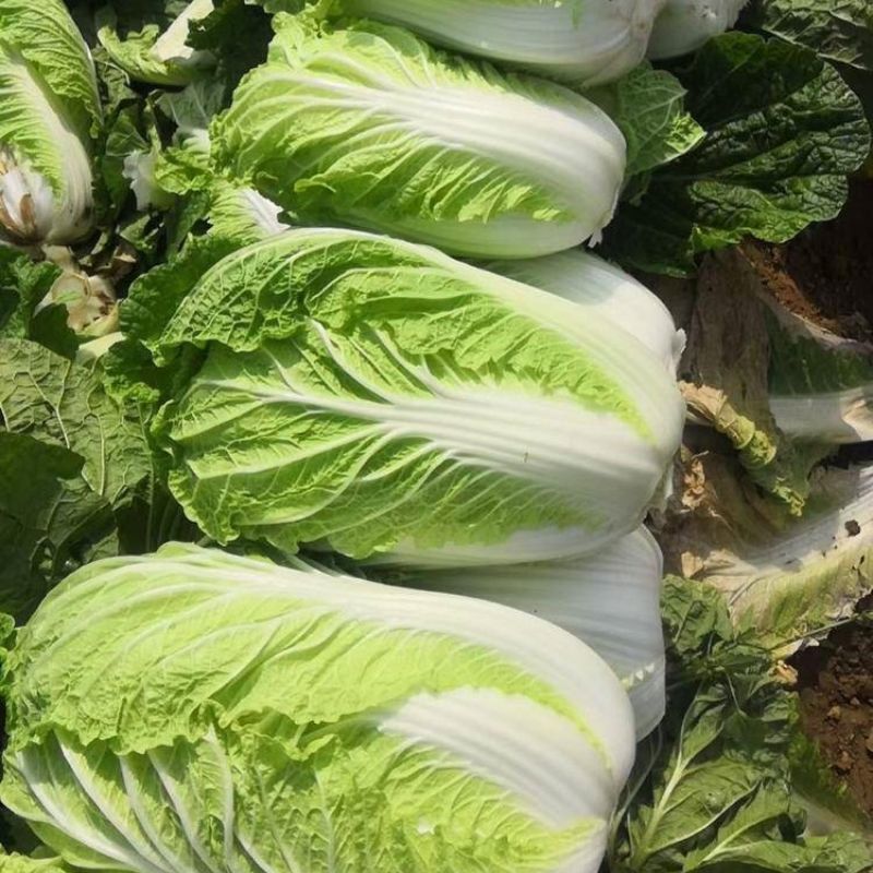 金刚航空99大白菜种子卷心紧绿叶黄心帮薄叶大秋季播