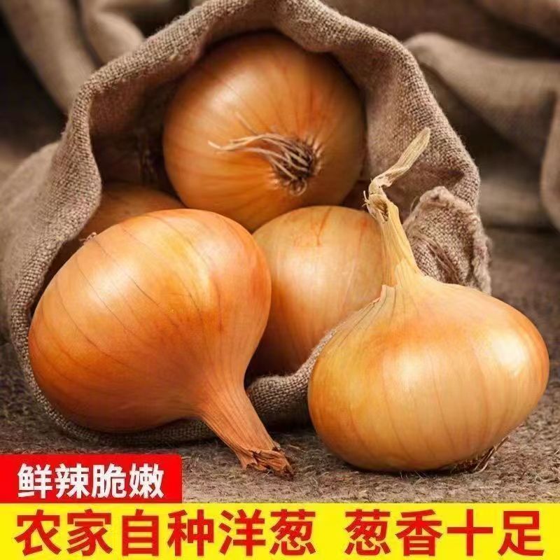 新出土出口洋葱黄皮洋葱5-88-11精品货加工厂