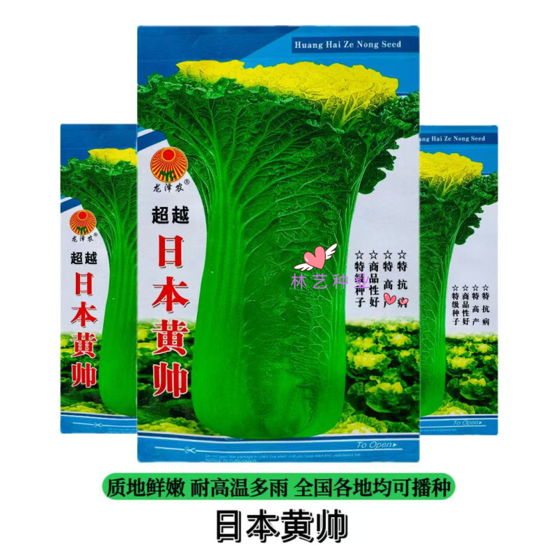超越日本黄帅杂交黄心大白菜种子口感好高抗三大病害耐热黄芽
