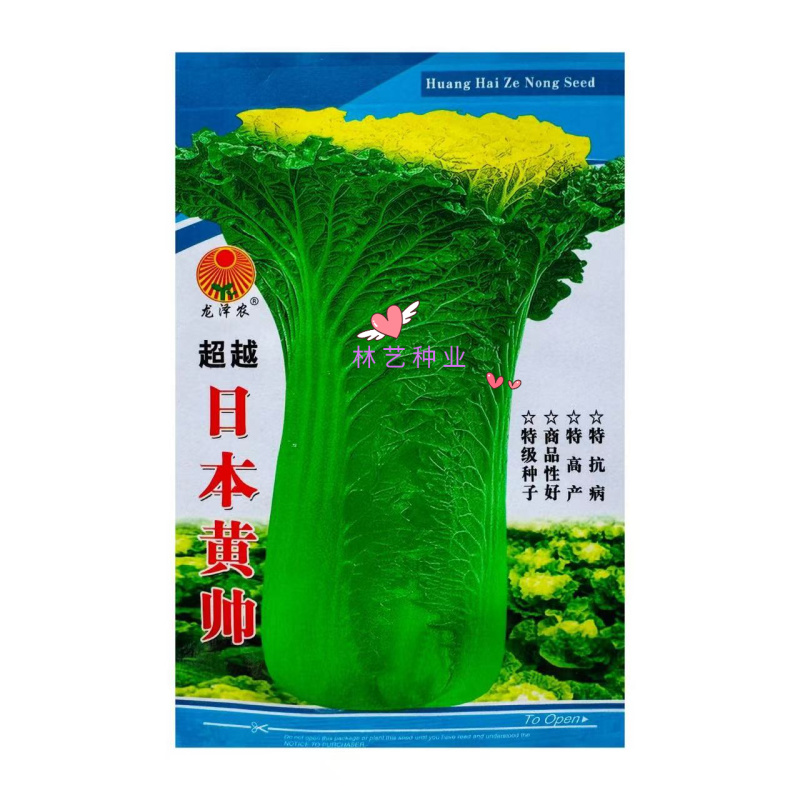 超越日本黄帅杂交黄心大白菜种子口感好高抗三大病害耐热黄芽