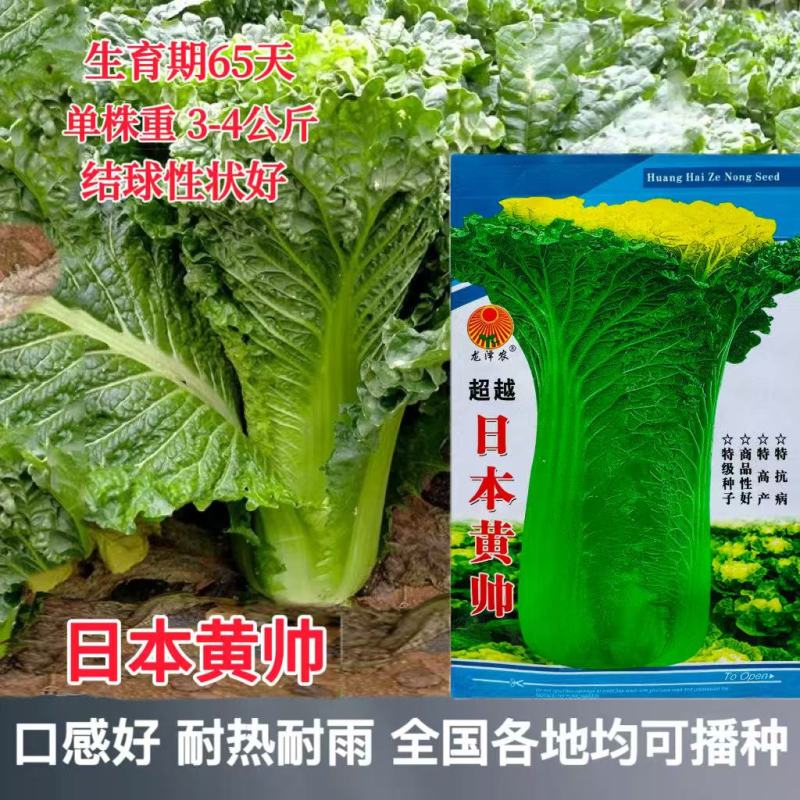 超越日本黄帅杂交黄心大白菜种子口感好高抗三大病害耐热黄芽