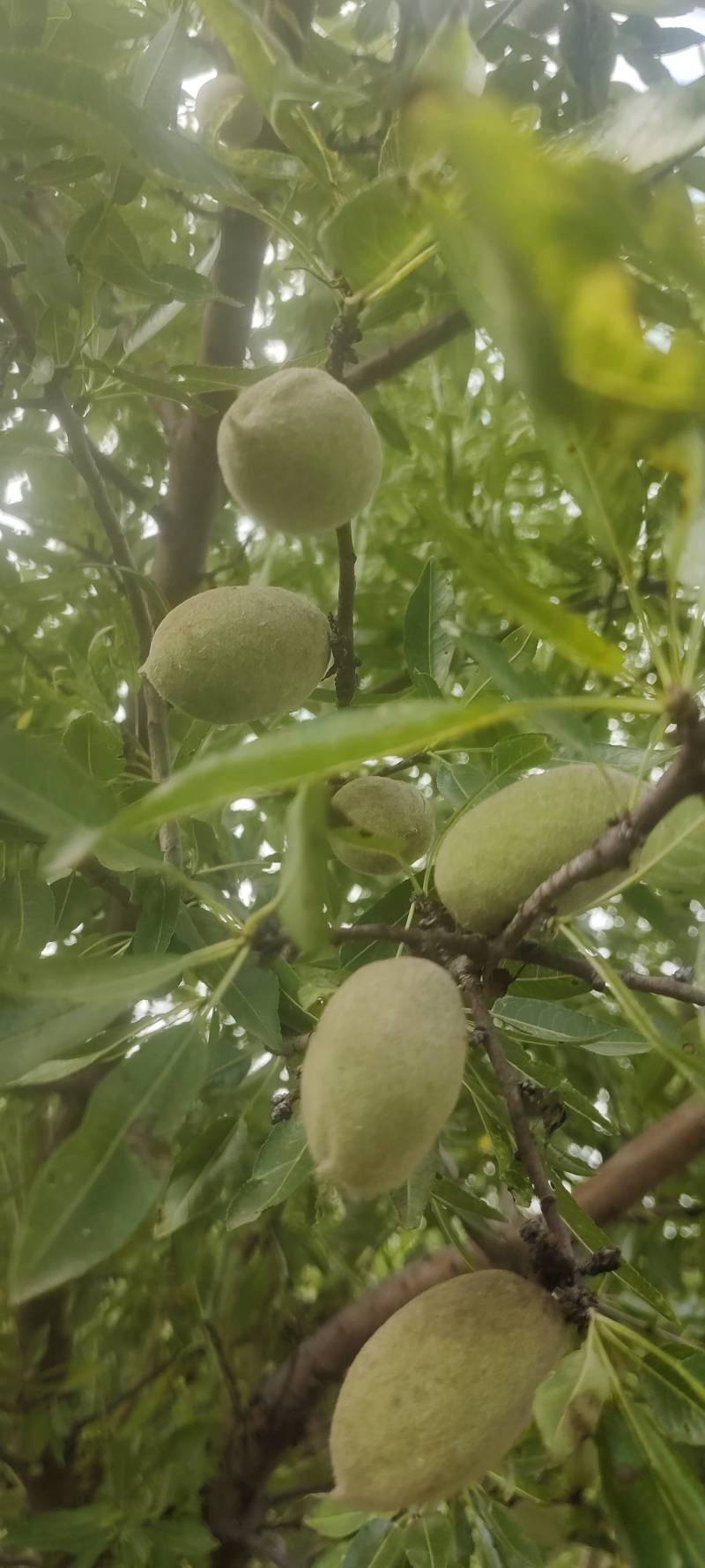 青皮巴旦木，鲜果巴旦木，原味巴旦木